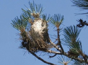 1584-processionaria2